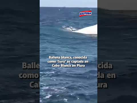 🔴🔵Una ballena blanca, conocida como 'Suru', fue captada por pescadores en la caleta de Cabo Blanco