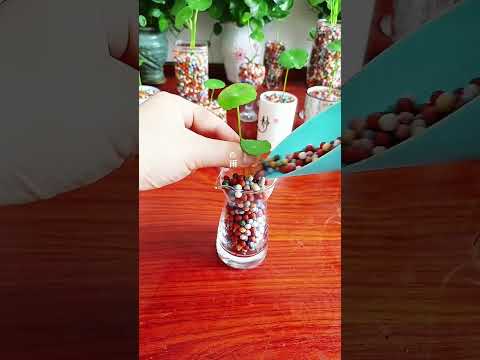 The dark green vase looks great with the pennywort! The leaves are like mini lotus leaves.