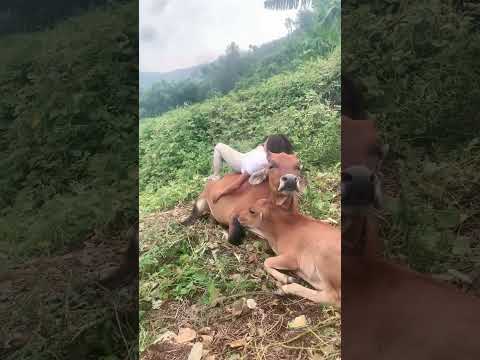 소 등판을 가장 편안한 침대 삼아 낮잠 자는 힐링 순간 😂 #쇼츠 #동물동영상 #시골일상 #소 #힐링 #자연 #숏폼