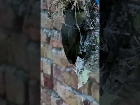 Nature’s Beauty – Sunbird Babies in Their Cozy Home (p 4) #shorts
