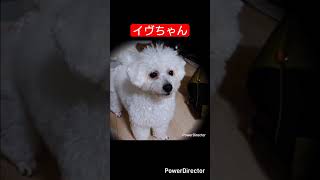 #ビションフリーゼ#ai動画 #うたってみた #あいらびゅーモーミー