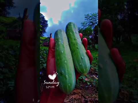 ankhiyon se goli mare 🙈# short video # kitchan garden # viral # trending