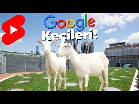 2009'dan Beri Google'da Kadrolu Çalışan Keçiler! #Shorts