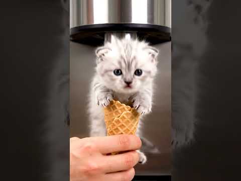 #asmr  #cat #cats #meow #shorts