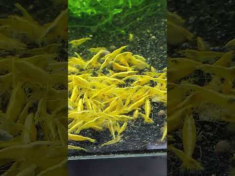 Yellow 24k Shrimp 