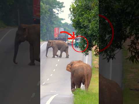 Jumbo wild elephants blocking the whole road for fight😬🐘#shorts #youtube #elephant #fighting #live