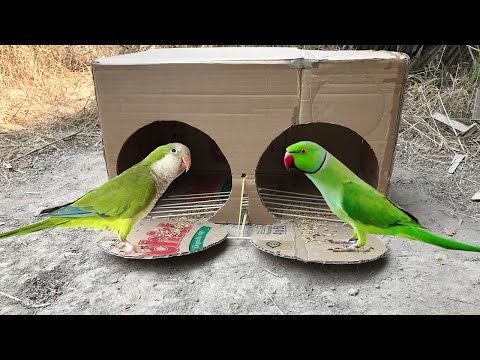 Double Bird Trap Using Cardboard   Parrot Trap