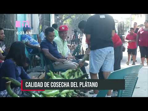 Realizan la feria de plátano en la Isla de Ometepe
