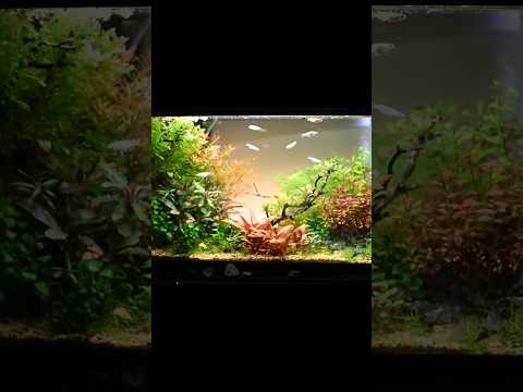 New Dirted Aquascape Tank. I had to break down my old Dirted tank, but I was finally able to make a new one. 

Full Video_ http