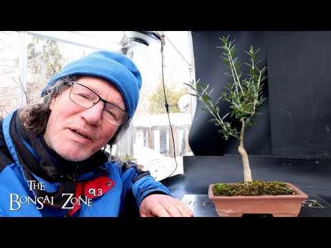 Pruning My Olive Tree, The Bonsai Zone, Feb 2026