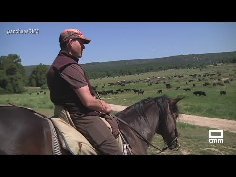 Esta ganadería mantiene viva la tradición de la trashumancia | Ancha es Castilla-La Mancha