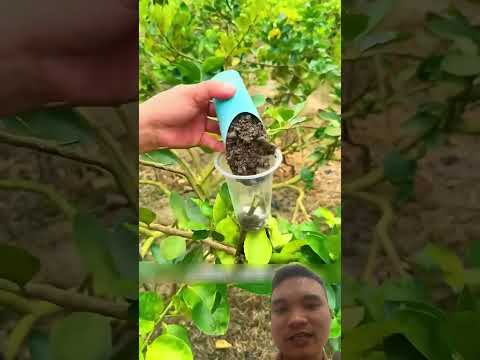 Chiết Cây Đảm Bảo Thành Công #garden