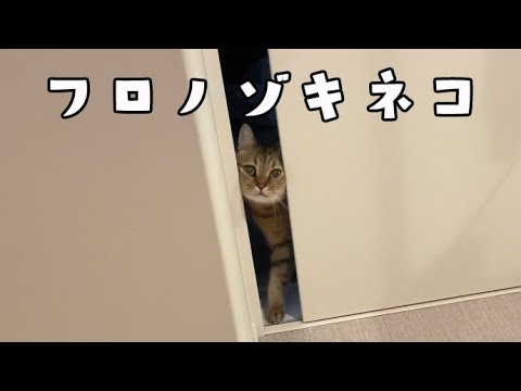 顔面が潰れようが飼い主の風呂を覗きに来る猫