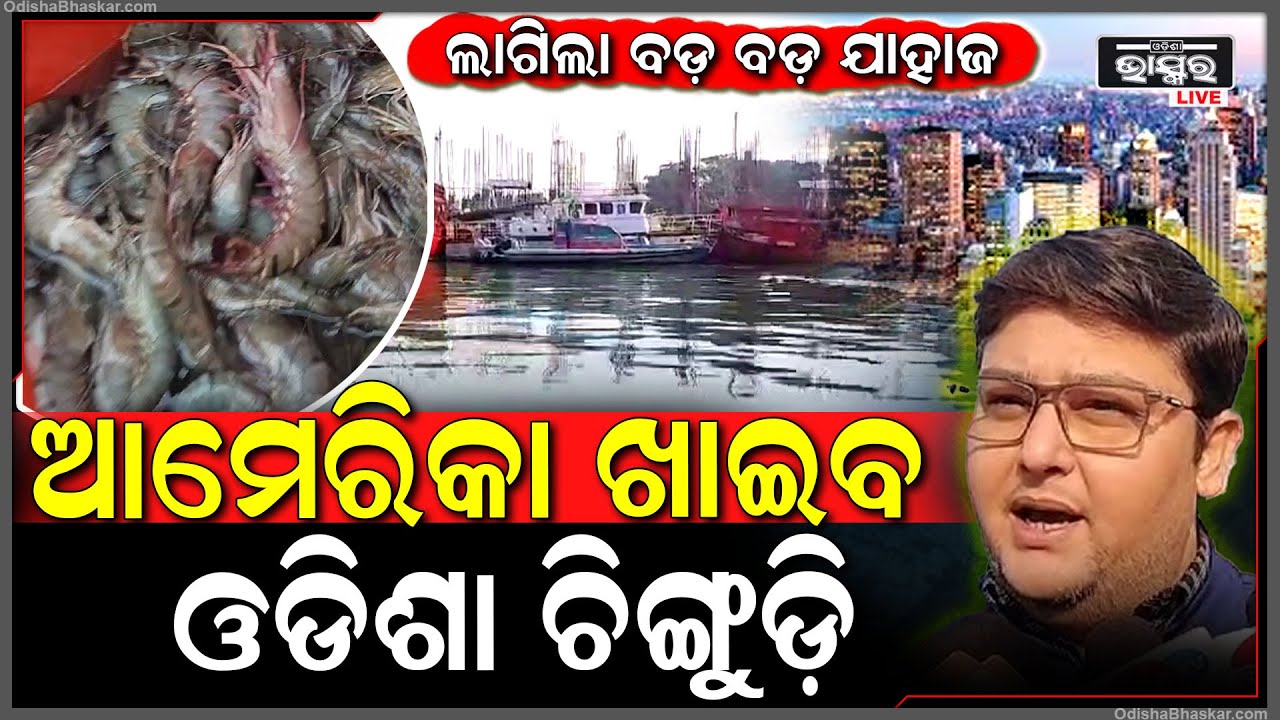 ଲାଗିଲାଣି ବଡ଼ ବଡ଼ ଯାହାଜ...ଆମେରିକା ଖାଇବ ଓଡିଶା ଚିଙ୍ଗୁଡ଼ି, ଥରେ ଖାଇଲେ ଭୁଲିପାରିବେନି ଆମେରିକାବାସୀ....