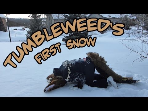 Tumbleweed's First Snow