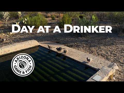 A Day at a Wildlife Water