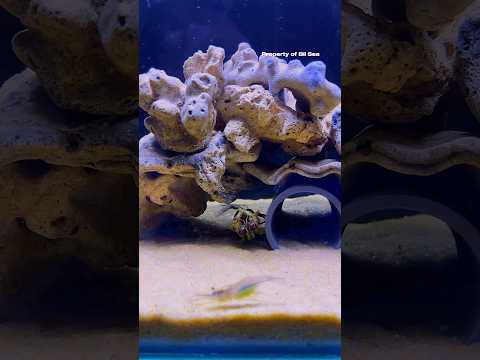 Mantis Shrimp Letting the Small Shrimp Go Back and forth #mantisshrimp #udangmantis