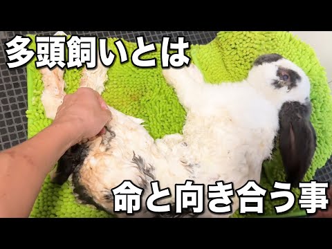 喜びの数だけ悲しみがある。多頭飼育のリアル