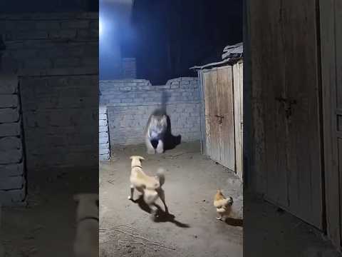 Duniya ki sab se pyari awaaz 🥰 #azan #islamicvideos #islamicstutus #shortfeed #quran #shorts #azma