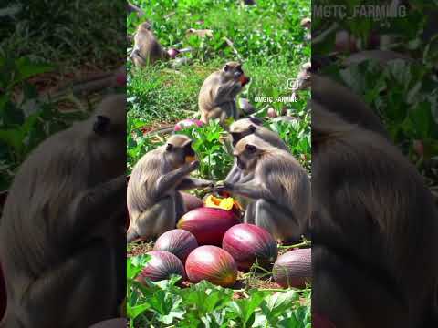 ASMR FOODS #pizza #apt #cat #cake #cute #pizzalover #food #funny #catu #funnycats