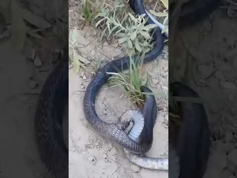 male snake biting his female buddy #snake #wildlife #wildlifeentertainment #cobra #animals