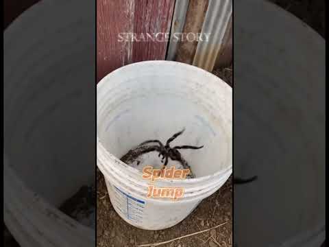 Giant Spider Jumps Higher Than Me! Caught This on My Phone #funny