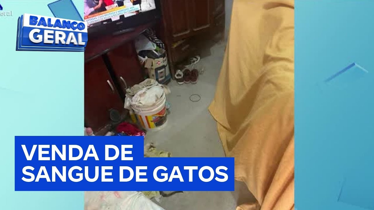 Esquema de venda ilegal de sangue de gatos é descoberto em Monte Alto SP
