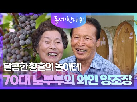 달콤한 황혼의 <strong>놀이터</strong>! 70대 노부부의 와인 양조장 [동네 한 바퀴] | KBS 261003 방송