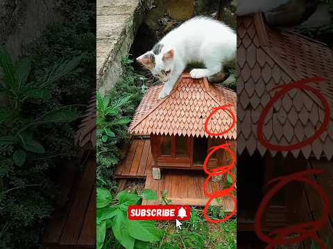 kitten looking for his friend #happybirthday #aiandcats #kitten #animalintelligence #cat #cute