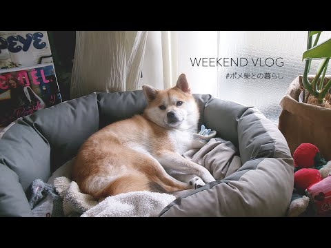 愛犬との暮らしかたを考える💭|今思うこと|+ doggy box