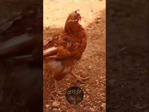 مشتاق يا عيني 💚🍂 #حيش