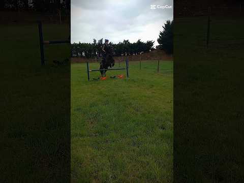 #ponyhorse #horse #equestrianjourney #equestrian #horsefan #jumping #pony