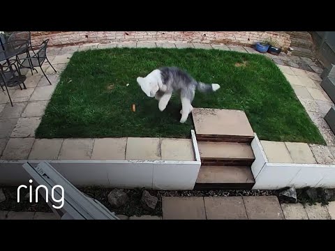 Watch The Joy That a New Toy Brings this Old English Sheepdog | RingTV