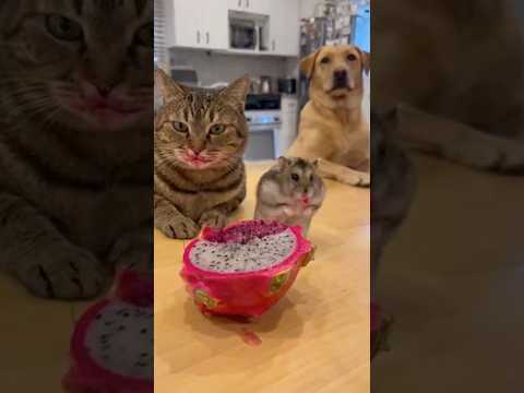 Pet Conspiracy: Hamster & Cat Frame the Dog for Fruit Crime! 🐹😼👉🐕😭