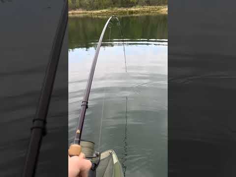 Reel Menjerit Joran Melengkung || pernahkah anda merasakan sensasi seperti ini?#luwukfish24#fishing