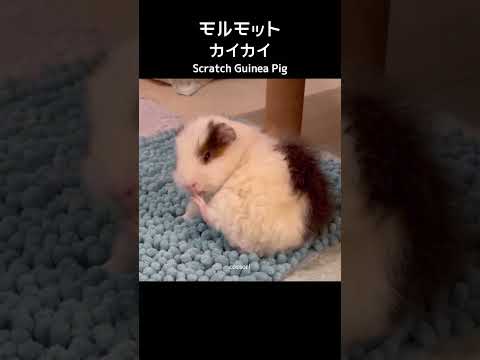 カイカイモルモット