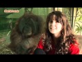 Wild Day With Orangutans