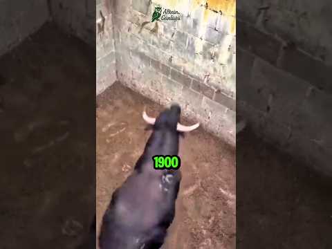 Encierro'nun Korkunç Gerçekleri: Boğalar ve İnsanlar İçin Ölüm Koşusu! 🐂 #hayvanlar #doğa