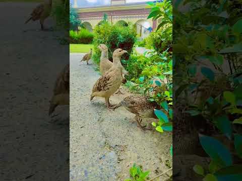 teetar voice 🔥#viral #foryou