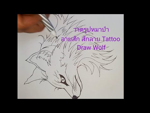 วาดรูปหมาป่าDrawWolfลายสั