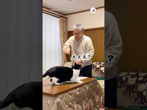 猫の動画サムネイル - これは予測できない😅｜PECO