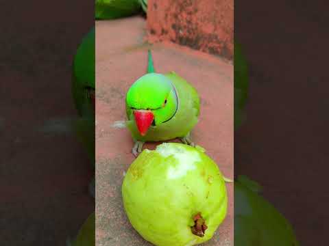 mithu talking parrot eating fruit 🍑 #petbird #funny #talkingparot #eatingshow #eatingfruit #reels