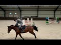 Show jumping horse Springtalent met grand prix genen