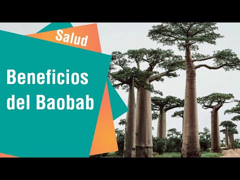 El árbol de la vida Baobab y sus múltiples beneficios