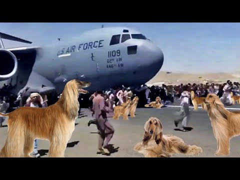 Seal of Approval - Ep. 44 | Talibapoline!