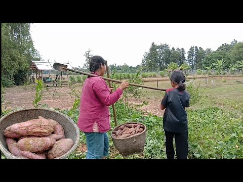 โพดโพว่ามันเฒ่าแม่หลายขุมเดียว โพดโพว่ามันเฒ่าแม่หลายขุมเดียว