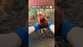 旬の魚を食べ、季節の移り変わりを感じるニワトリと飼い主 #Shorts