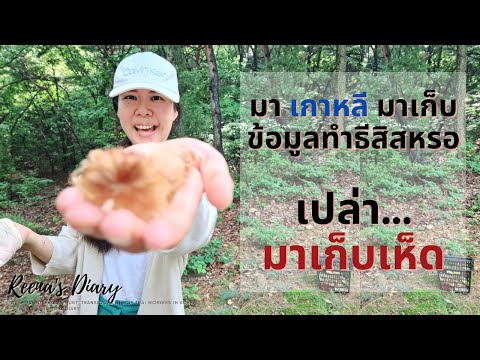 พาเข้าป่าไปเก็บเห็ดในเกาหลี|