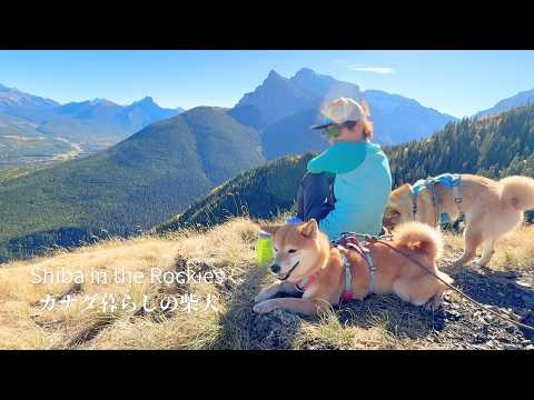 山に来たら頂上まで行かないと気が済まない山ガールの柴犬ナラ 【4K】