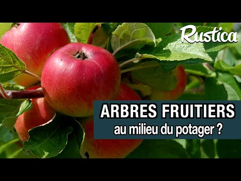 Est-il possible de planter des arbres fruitiers dans un potager ?